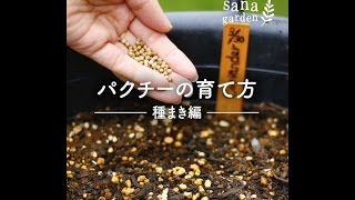 パクチーの育て方 種まき編 Lovegreen ラブグリーン パクチーの育て方 種まき編 Lovegreen ラブグリーン
