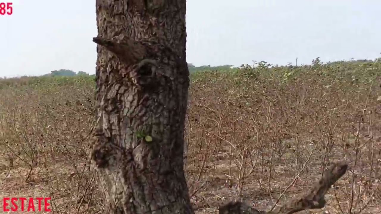 Amaravati capital Madipadu krishna river front view 25 acres with resorts 50 lakhs