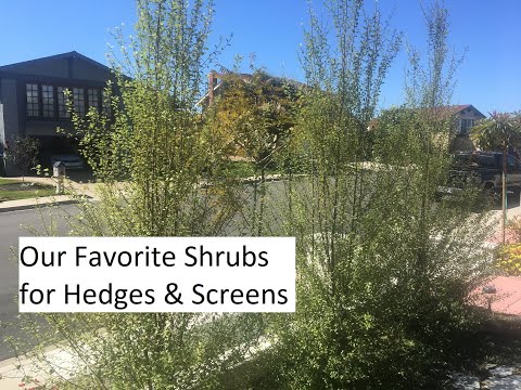 Our Favorite Shrubs