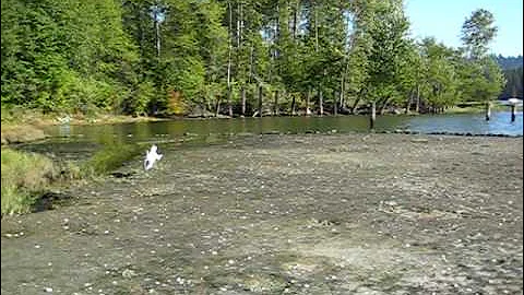 Tesla the whippet playing fetch at her favorite spot by the water hole...