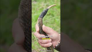 How Do Rattlesnakes Rattle