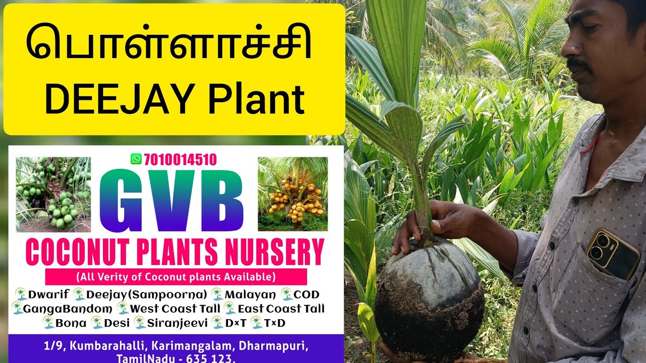 Coconut Plant| Coconut Plant Nursary| Hybrid Coconut Plant| Gvb Coconut Plant Nursary