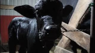 NU POT SĂ CRED! 🐃 BIVOLIȚA MĂRIUCA BOLNAVĂ🐃- DIN NOU! VIAȚA LA ȚARĂ 2025 #Orășean La Țară!