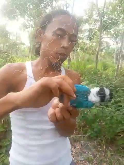 ngejaring burung sikatan emas di hutan bareng temen #shorts