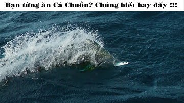 Bạn từng ăn Cá Chuồn chưa ? chúng biết bay đấy