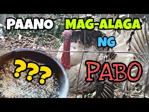 Video: Paano Mag-aalaga Ng Mga Pokey Ng Pabo, Kung Paano Pakainin Ang Mga Ito