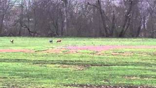 Iwags Lure coursing april 10 2011 Luda 002.avi