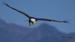 Office Hours June 30th Wildlife Photography With David Archer