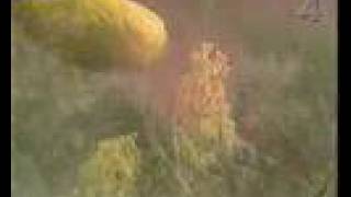 Tv4 Sinnligt Och Dyr Boxningsmatch 1990