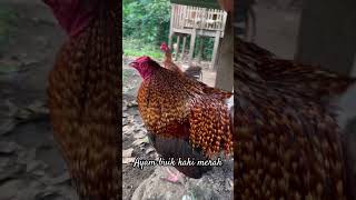 Edan  Ayam Ditawar 1m Tidak Dijual ayambali ayamlangka bali