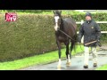 Whipper talon au haras du mezeray  rde 2015