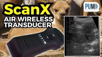 Alpaca ultrasound scanning with the ScanX Air wireless transducer