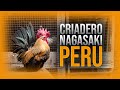 Visita al Criadero de Gallos Nagasaki "LA SUREÑA" | Gallos Nagasaki características | Nagasaki Perú