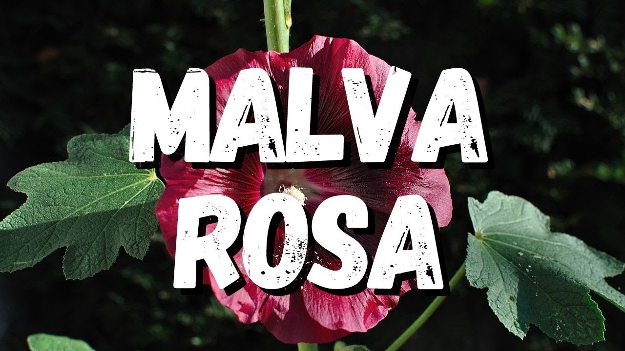 Malva Rosa: Saiba Tudo Sobre Essa Planta - thptnganamst.edu.vn