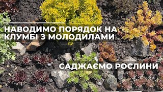 Наводимо порядок на клумбі з молодилами. Саджаємо рослини