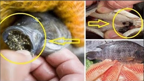 Những điều cần biết khi ăn cá rô phi để tránh bị n.g.u.y h.i.ể.m