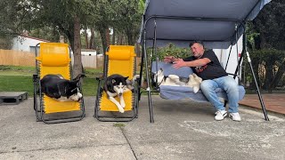POV: INTENTAS QUE TUS HUSKYS TE HAGAN CASO