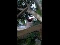 video divertido-gallo equilibrista