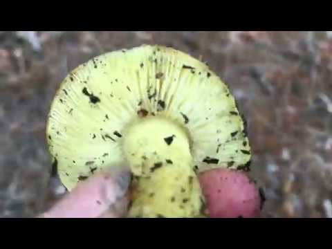 ГРИБ ЗЕЛЕНУШКА  (Tricholoma equestre)