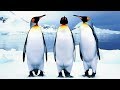 Виды пингвинов фото и описание