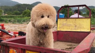 My dog's reaction to Riding the first Cultivator(rural exploration)