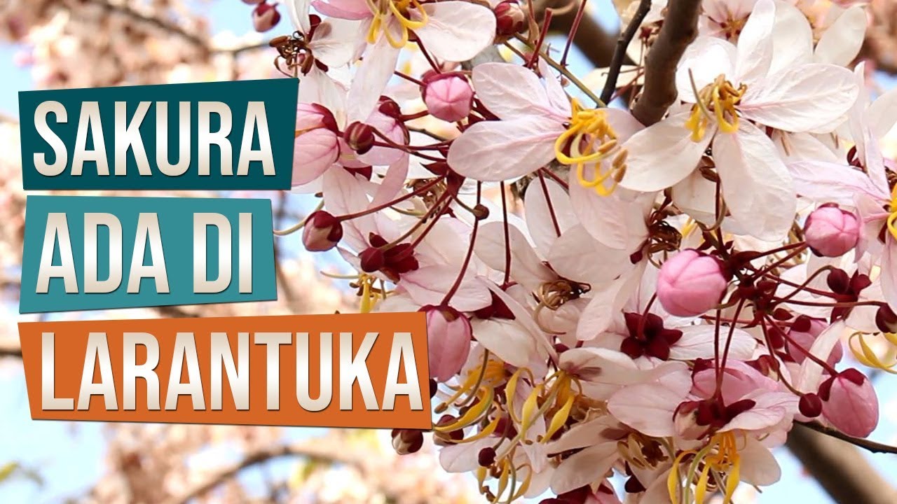  Pohon  Bunga  Sakura  Ada di  Larantuka YouTube