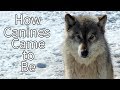 How Canines Came to Be