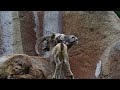 Bighorn Sheep Lamb Jumping On Mom