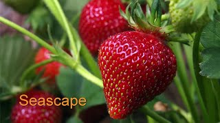Ask Gardener Lynn: "What is the best Strawberry variety to grow?