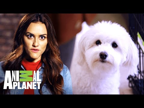 Video: Mi perro odia ser cepillado