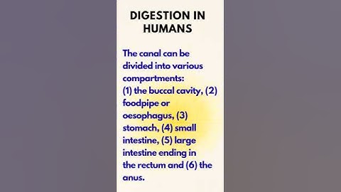 Digestion in Humans I Class 7 Science Chapter 2 #arjuncuriositycorner #viral #shorts #shortsvideo
