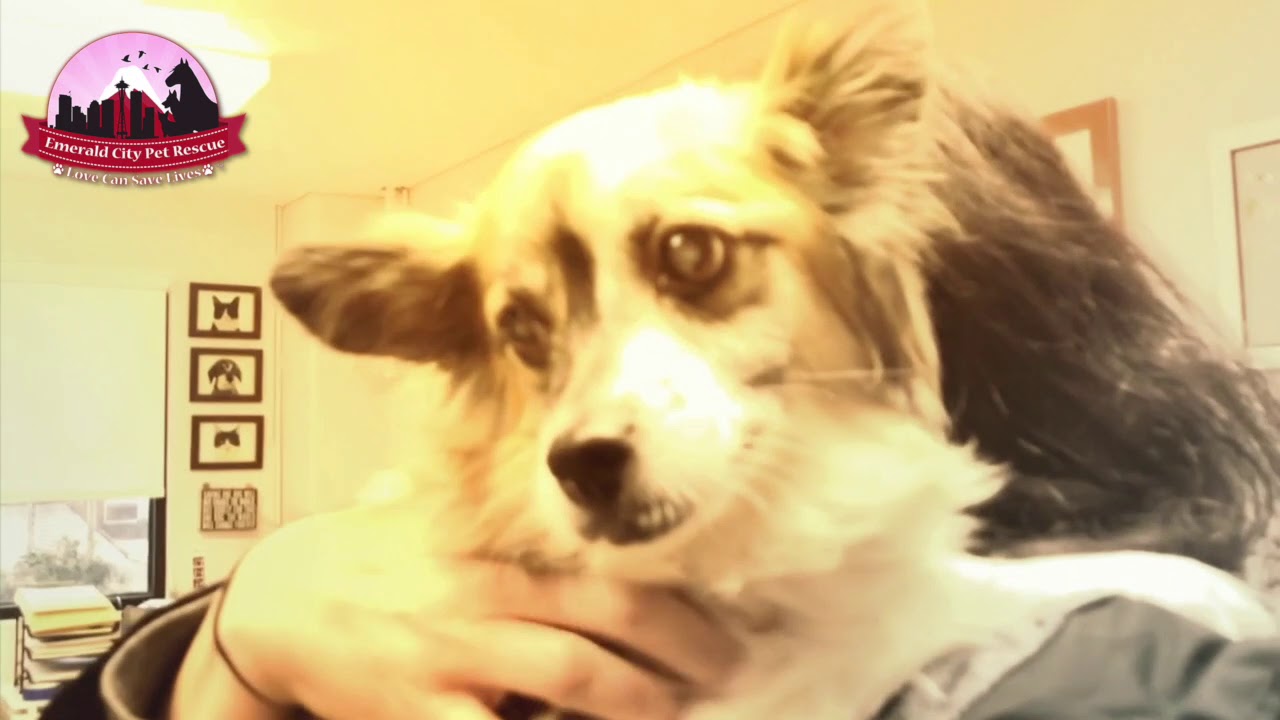dog adoption mauritius Available for Adoption : Tilla