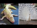 ANG GANDA!!! | MGA HAYOP NA MAY ALBINISM | ALBINO ANIMALS | iJUANTV