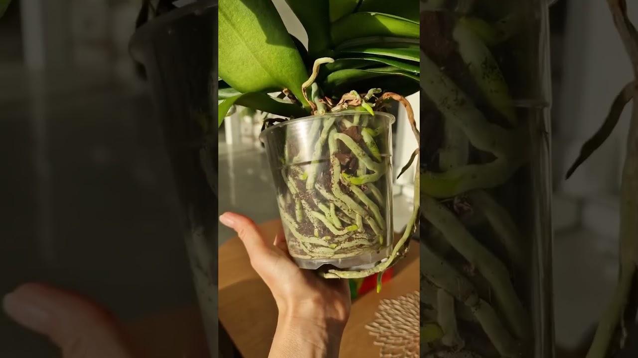 It's as beautiful as blooming ☺️ 