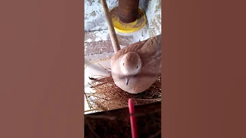 حضن اليمام 
