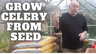 Grow Celery From Seed