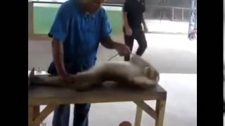 Онлайн приколы Смешные животные Смотреть всем ОТПАД РЖАКА УМОРА funny animals Онлайн приколы Смешные животные Смотреть всем ОТПАД РЖАКА УМОРА funny animals