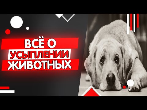 Усыпление кошек и собак, эвтаназия животных