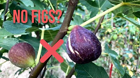 The #1 Reason Your Fig Tree Isn't Fruiting & How to Fix it