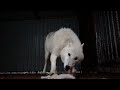 Арктическая волчица ФУРИЯ ужинает при скрытой камере.