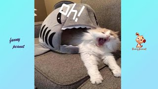 funny Animals 🔴 Funny Cats and Dogs Videos Compilation 2020 funny   Animals&#39; Life Videos2