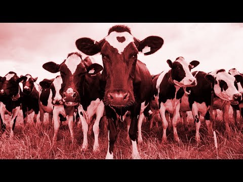 A Herd of Cows React to Doom Metal Riffs