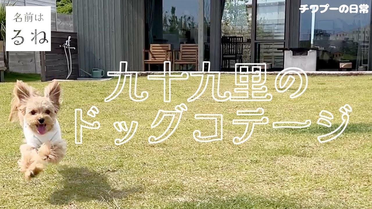 【チワプー】九十九里にある『ドッグコテージ海の音』は快適空間【九十九里】