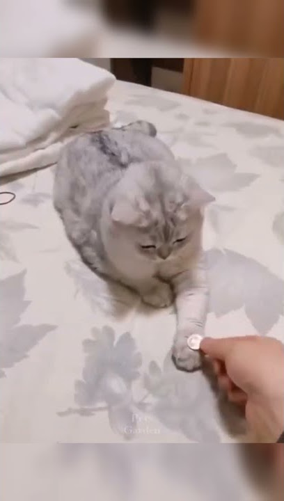 This is the funniest cat ever 🐈😻😸/clip 153 #shorts #beta