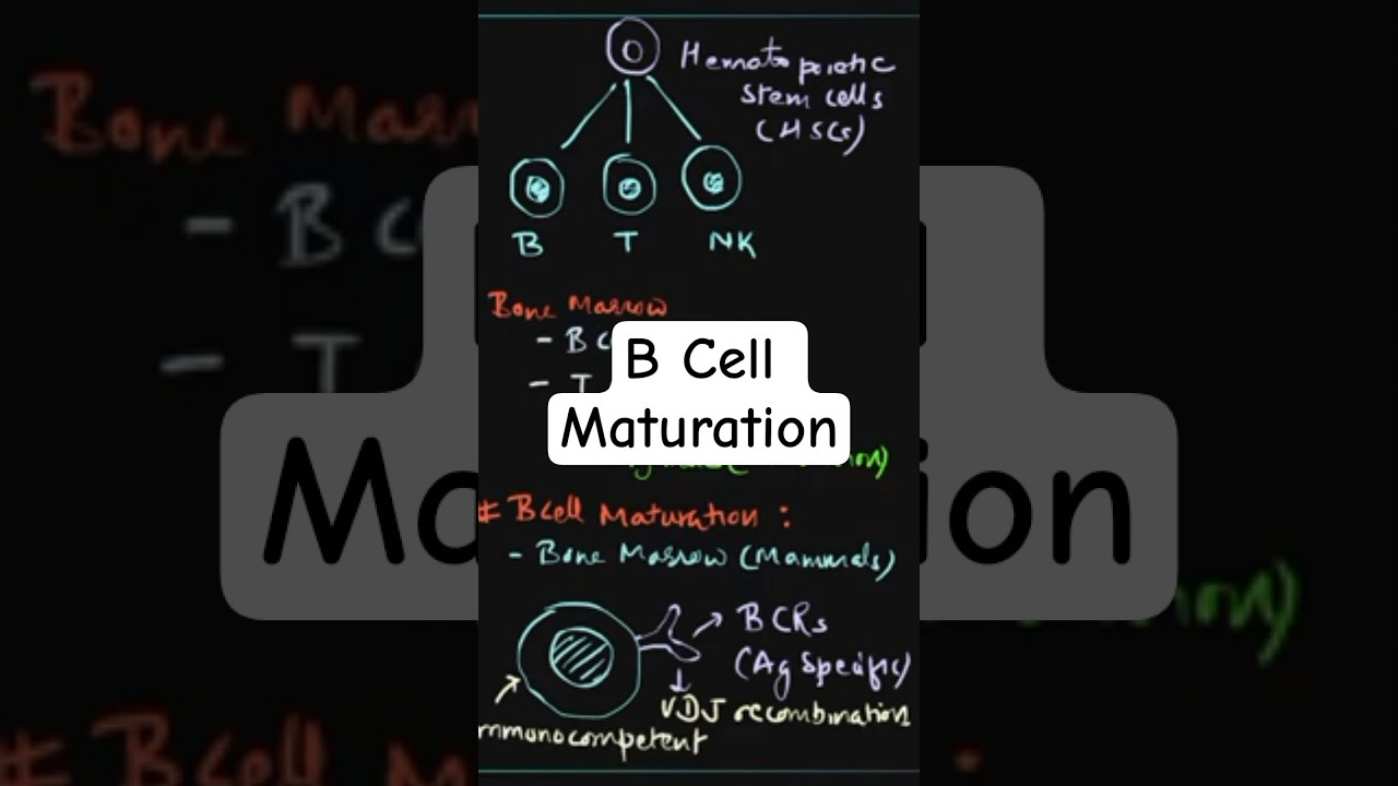 B Cell Maturation Explained | Immune System in 60 Seconds