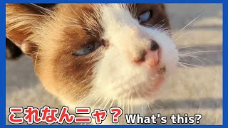 カメラが気になり群がる猫達【野良猫 地域猫】Cats who are curious about the camera and crowd around [Stray cats]