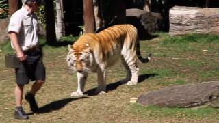 TIGER ISLAND - Dream World HD  (part two explosive power)