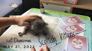 Scottish Longhair Kittens 1st deworming