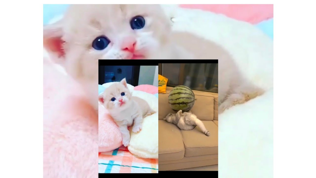 Funny cat mischief videos.