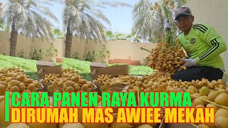 Download Lagu CARA PANEN KURMA DIRUMAH MAS AWIEE KOTA MAKKAH MP3 Download Lagu CARA PANEN KURMA DIRUMAH MAS AWIEE KOTA MAKKAH MP3